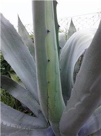 9519d1b4-Agava (2).jpg